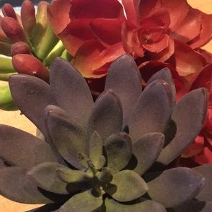 Meet your Posher, Missy